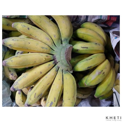 Banana (Nepali Malbhog)